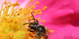 8 Tips to Help Pollinators Bee pollinating a rose