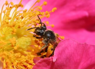 Bee pollinating a rose