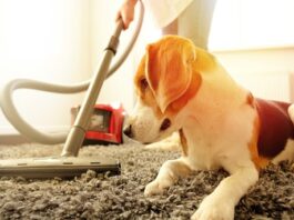 Dog with a Vacuum Cleaner