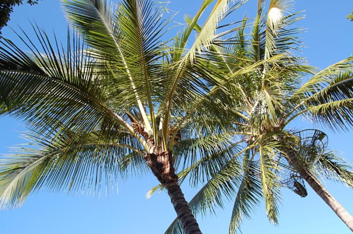 Palm Trees in Australia