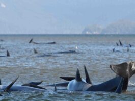 90 of Australia whales dead in mass stranding off Tasmania