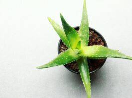 Aloe Vera