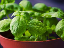 Basil Leaves