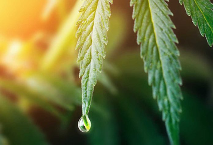 Cook-with-Hemp-Oil Cook with Hemp Oil