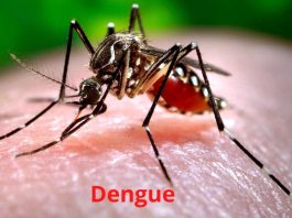 Dengue Fever