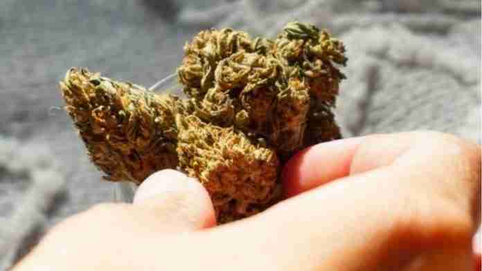 CBD Flower CBD Flower