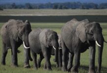 Ways to Help Protect Endangered Species