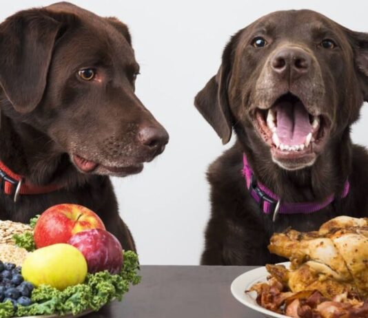 Food Allergy Symptoms in Your Pet