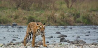 Jim-Corbett-National-Park