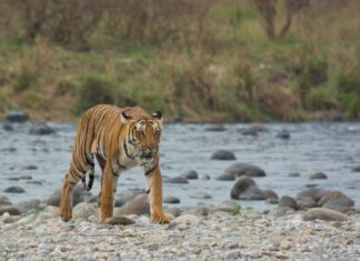 Jim-Corbett-National-Park