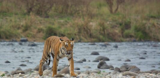 Jim-Corbett-National-Park