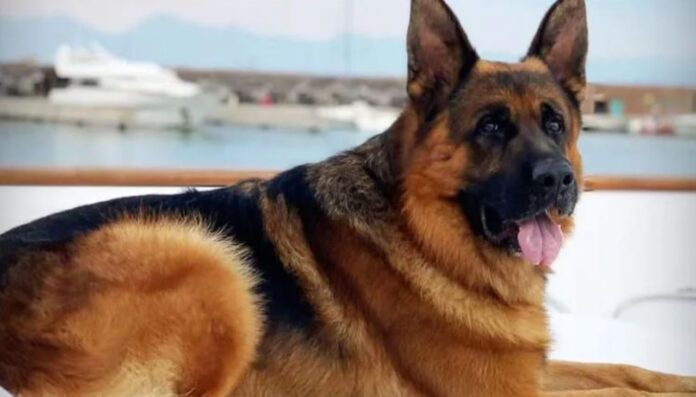 Gunther's Millions Gunther's Millions