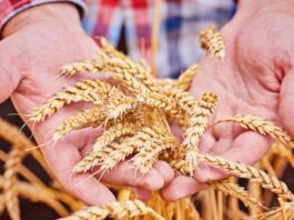 Countries that Produce the Most Wheat