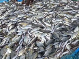 Top Fish Producing Countries in the World