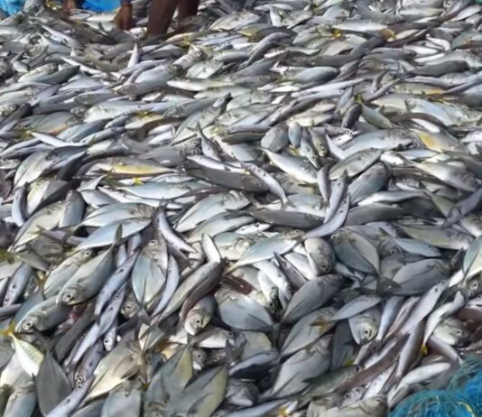 Top Fish Producing Countries in the World