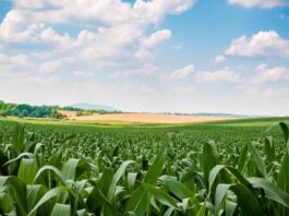 Grain Producing countries in the World
