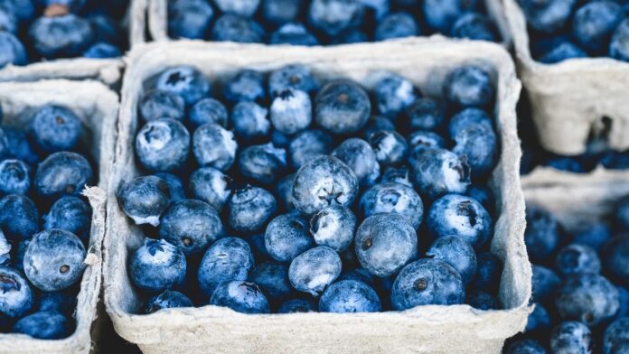 Largest Exporters of Blueberries in the World Largest Exporters of Blueberries in the World