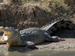 Bangka Island Crocodile Attacks Indonesia