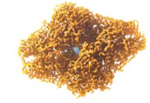 Revolutionizing Structural Biology: Affordable Cryo-EM Microscope Prototype Unveiled Affordable Cryo-EM Microscope Prototype