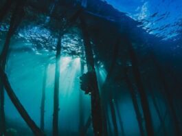 Lost City hydrothermal field