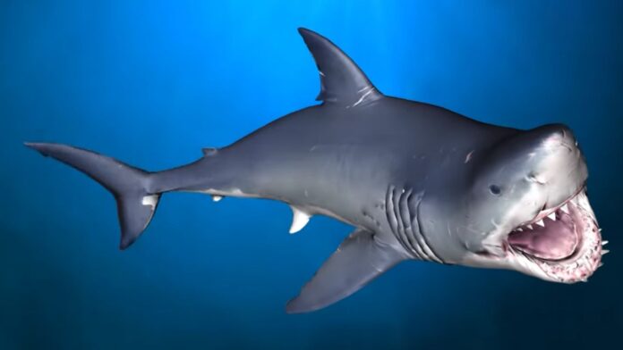 World Most Shark-Infested Beaches