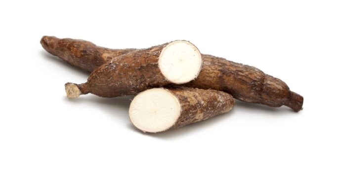 Cassava Health Risks Cassava Health Risks