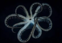 The Amazing Mimic Octopus and Its Uncanny Impersonation Abilities Mimic Octopus
