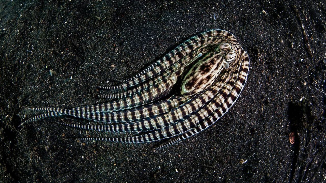 Mimic Octopus