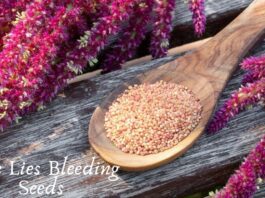 Love Lies Bleeding Seeds