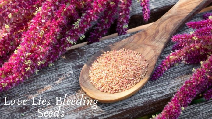 Love Lies Bleeding Seeds Love Lies Bleeding Seeds