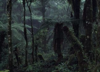 Surviving the Amazon