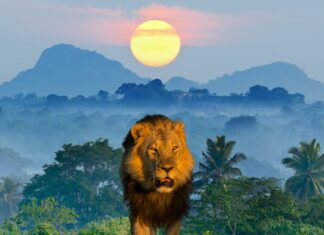 Morocco World Citizenship Index 2025