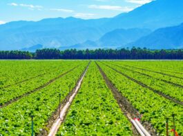 Top Agricultural Producing Countries in the World