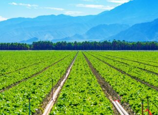 Top Agricultural Producing Countries in the World