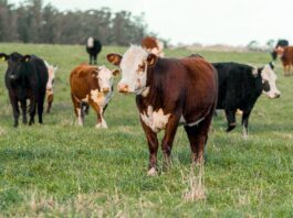US Livestock Trade with Mexico