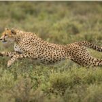 Best Tanzania Safari Trips