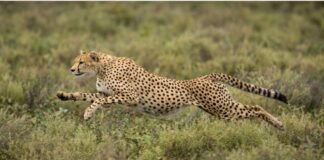 Best Tanzania Safari Trips