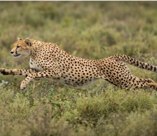 Best Tanzania Safari Trips