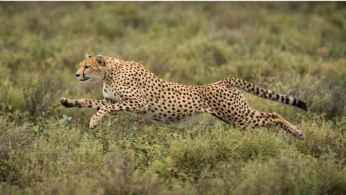 Best Tanzania Safari Trips Best Tanzania Safari Trips